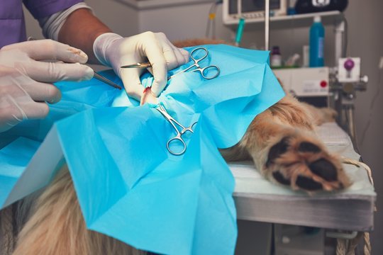 Pet Surgery Clinic in Chennai